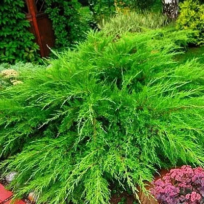 Можжевельник МИНТ ДЖУЛЕП средний  Можжевельник средний Mint Julep (МИНТ ДЖУЛЕП) в Санкт-Петербурге