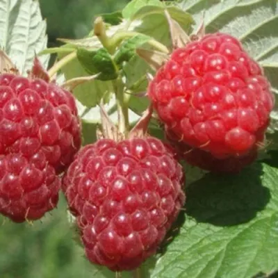 Малина БАЛЬЗАМ в Санкт-Петербурге