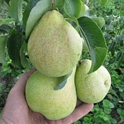 Груша КУДЕСНИЦА в Санкт-Петербурге