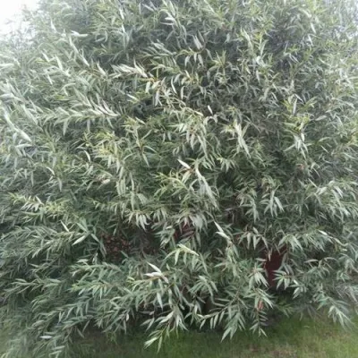 Ива СЕРЕБРИСТАЯ — описание сорта Ива СЕРЕБРИСТАЯ в Санкт-Петербурге