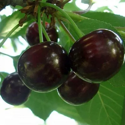 Дюк КСЕНИЯ (ЧЕРЕВИШНЯ) в Санкт-Петербурге