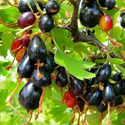 Смородина золотистая БОКАЛИНСКАЯ  Смородина золотистая БОКАЛИНСКАЯ в Санкт-Петербурге