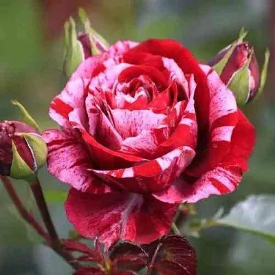 Саженцы роз ДИП ИМПРЕШН флорибунда  Саженцы роз ДИП ИМПРЕШН флорибунда в Санкт-Петербурге