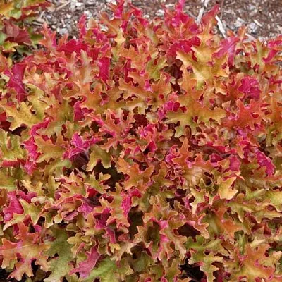 Гейхера МАРМЕЛАД  Гейхера МАРМЕЛАД в Санкт-Петербурге