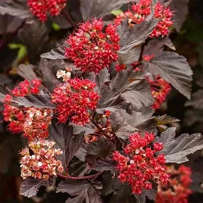 Пузыреплодник РЕД БАРОН  Пузыреплодник РЕД БАРОН в Санкт-Петербурге