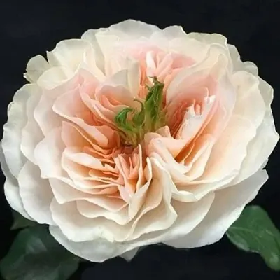 Саженцы роз ЧАРИТИ английская  Саженцы роз ЧАРИТИ английская в Санкт-Петербурге