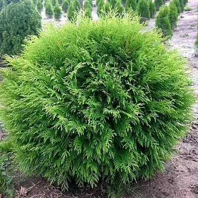 Туя ЛИТЛ ЧЕМПИОН западная  Туя ЛИТЛ ЧЕМПИОН западная в Санкт-Петербурге