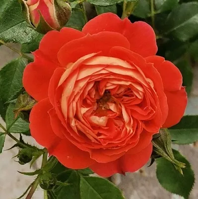 Саженцы роз СТАРЛЕТ РОУЗ КАРМЕН плетистая  Саженцы роз СТАРЛЕТ РОУЗ КАРМЕН плетистая в Санкт-Петербурге