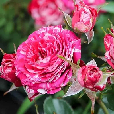 Саженцы роз АРРОУ ФОЛИЕС спрей  Саженцы роз АРРОУ ФОЛИЕС спрей в Санкт-Петербурге