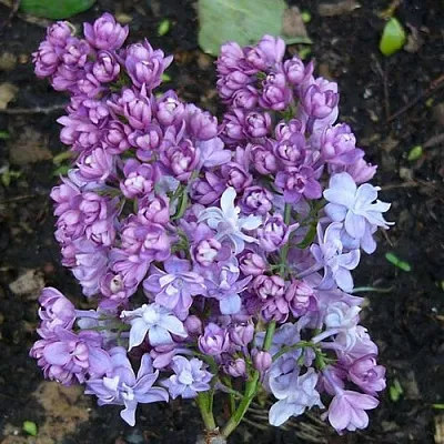 Сирень НАДЕЖДА  Сирень НАДЕЖДА в Санкт-Петербурге