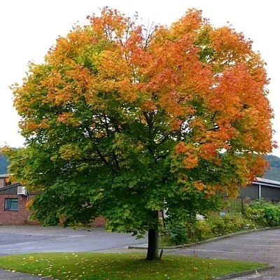 Клен остролистный в Санкт-Петербурге