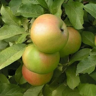 Яблоня ВЕРБНОЕ в Санкт-Петербурге