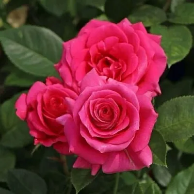 Саженцы роз ЛАВ ЛЕТТЕР флорибунда  Саженцы роз ЛАВ ЛЕТТЕР флорибунда в Санкт-Петербурге