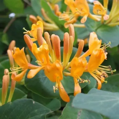 Жимолость ТЕЛЬМАНА в Санкт-Петербурге