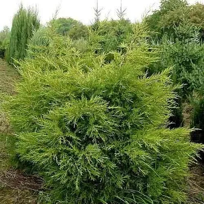 Можжевельник КУРИВАО ГОЛД китайский  Можжевельник КУРИВАО ГОЛД китайский в Санкт-Петербурге