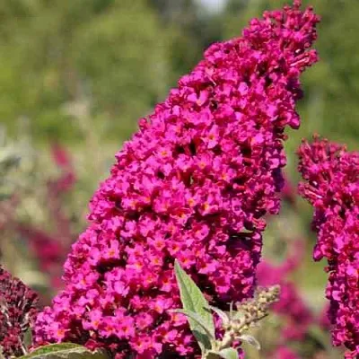 Буддлея давида РОЯЛ РЕД  Буддлея давида РОЯЛ РЕД в Санкт-Петербурге