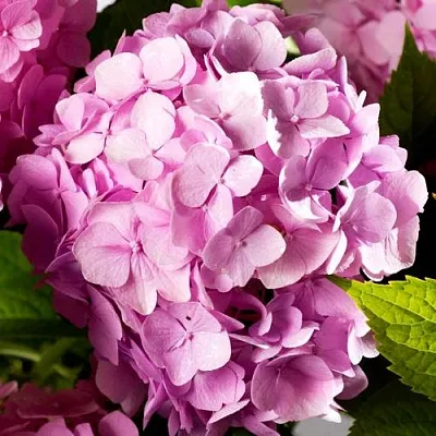Гортензия БУКЕТ РОУЗ крупнолистная  Гортензия БУКЕТ РОУЗ крупнолистная в Санкт-Петербурге