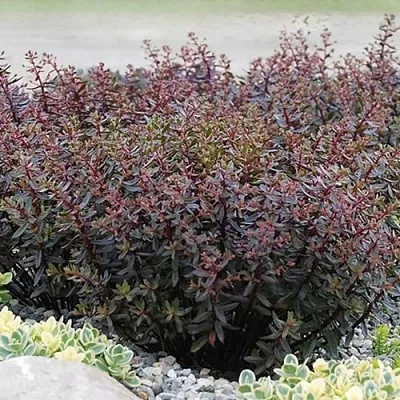 Очиток (седум) САНСПАРКЛЕР ДЖЕЙД ТАФФЕТ в Санкт-Петербурге