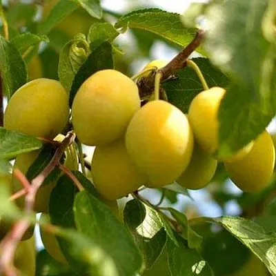 Слива ОЧАКОВСКАЯ ЖЕЛТАЯ  Слива ОЧАКОВСКАЯ ЖЕЛТАЯ в Санкт-Петербурге