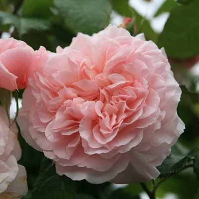 Саженцы роз РОЗ ДЕ ТОЛБИАК плетистая  Саженцы роз РОЗ ДЕ ТОЛБИАК плетистая в Санкт-Петербурге