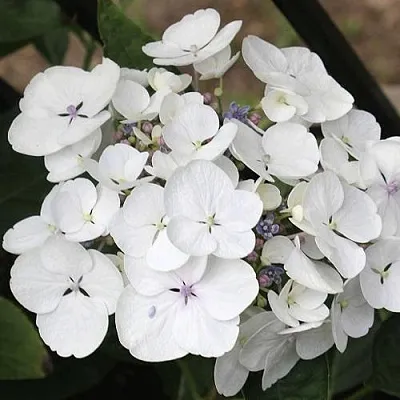 Гортензия ЛИБЕЛЛЕ крупнолистная  Гортензия ЛИБЕЛЛЕ крупнолистная в Санкт-Петербурге