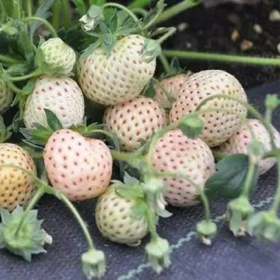 Клубника АНАНАСА ремонтантная — описание сорта Клубника АНАНАСА ремонтантная в Санкт-Петербурге