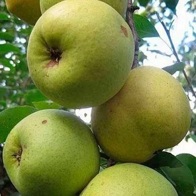 Груша РОГНЕДА в Санкт-Петербурге