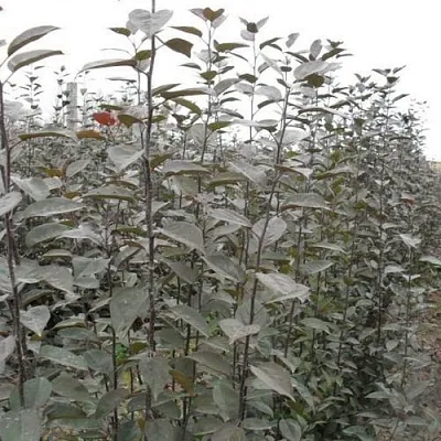 Подвой яблони 54-118 в Санкт-Петербурге