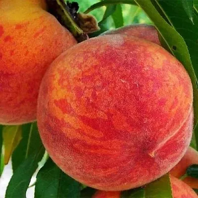 Персик ЗОЛОТОЙ ЮБИЛЕЙ  Персик ЗОЛОТОЙ ЮБИЛЕЙ в Санкт-Петербурге