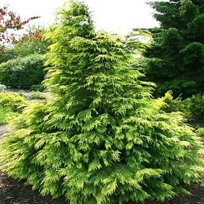 Кипарисовик САНКИСТ лавсона  Кипарисовик САНКИСТ лавсона в Санкт-Петербурге