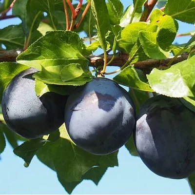 Слива ВОЛАТ  Слива ВОЛАТ в Санкт-Петербурге