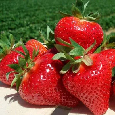 Клубника ДЖОЛИ  Клубника ДЖОЛИ в Санкт-Петербурге