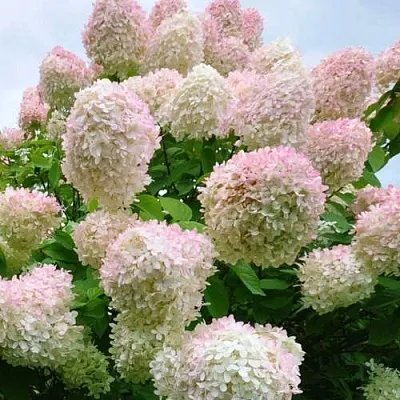 Гортензия ГРАНДИФЛОРА метельчатая  Гортензия ГРАНДИФЛОРА метельчатая в Санкт-Петербурге