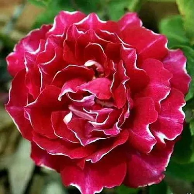 Саженцы роз БАРОН ЖИРО ДЕ ЛЕН ремонтантная  Саженцы роз БАРОН ЖИРО ДЕ ЛЕН ремонтантная в Санкт-Петербурге