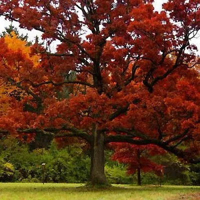 Дуб в Санкт-Петербурге