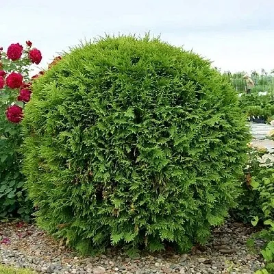 Туя ВУДВАРДИ западная  Туя ВУДВАРДИ западная в Санкт-Петербурге