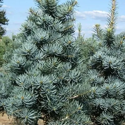 Пихта КОНКОЛОР  Пихта КОНКОЛОР в Санкт-Петербурге
