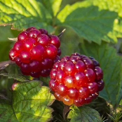 Княженика ЛИНДА  Княженика ЛИНДА в Санкт-Петербурге