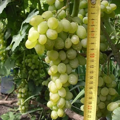 Виноград АНАНАСНЫЙ РАННИЙ  Виноград АНАНАСНЫЙ РАННИЙ в Санкт-Петербурге