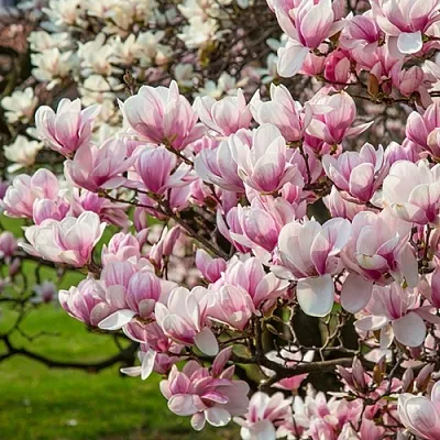 Магнолия  Магнолия в Санкт-Петербурге
