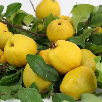 Айва ЯПОНСКАЯ  Айва ЯПОНСКАЯ в Санкт-Петербурге