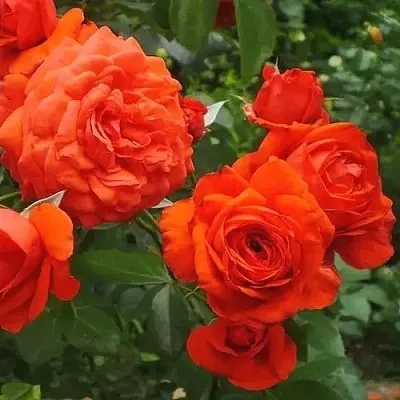 Саженцы роз МАЙНТАУЭР плетистая  Саженцы роз МАЙНТАУЭР плетистая в Санкт-Петербурге