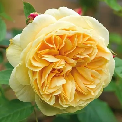 Саженцы роз ТИЗИНГ ДЖОРДЖИЯ английская  Саженцы роз ТИЗИНГ ДЖОРДЖИЯ английская в Санкт-Петербурге