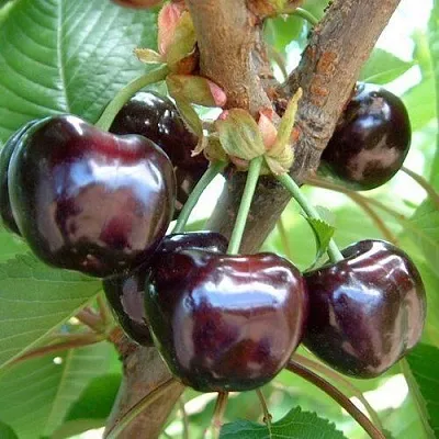 Черешня МУСКАТНАЯ в Санкт-Петербурге