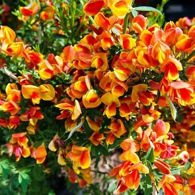 Ракитник АНДРЕАНУС  Ракитник АНДРЕАНУС в Санкт-Петербурге