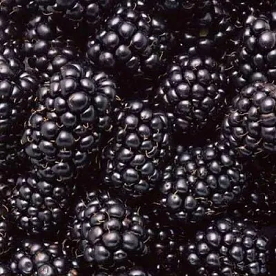 Ежевика ОРКАН бесшипная  Ежевика ОРКАН бесшипная в Санкт-Петербурге