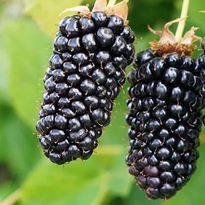 Ежевика КОЛАМБИЯ ГИГАНТ бесшипная  Ежевика КОЛАМБИЯ ГИГАНТ бесшипная в Санкт-Петербурге