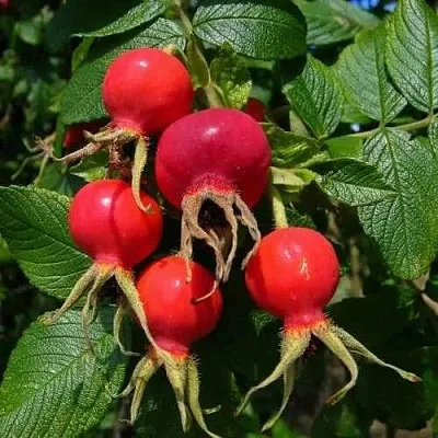 Шиповник ВИТАМИННЫЙ ВНИВИ в Санкт-Петербурге