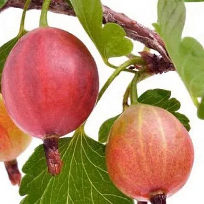 Крыжовник ЯРКИЙ  Крыжовник ЯРКИЙ в Санкт-Петербурге