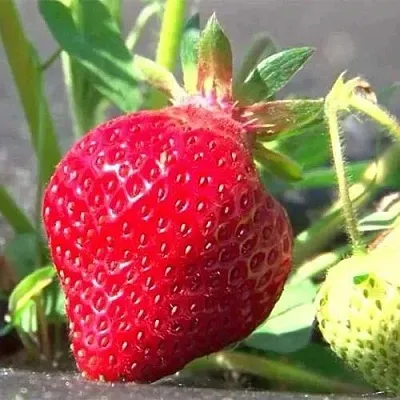 Клубника ХОНЕЙ  Клубника ХОНЕЙ в Санкт-Петербурге